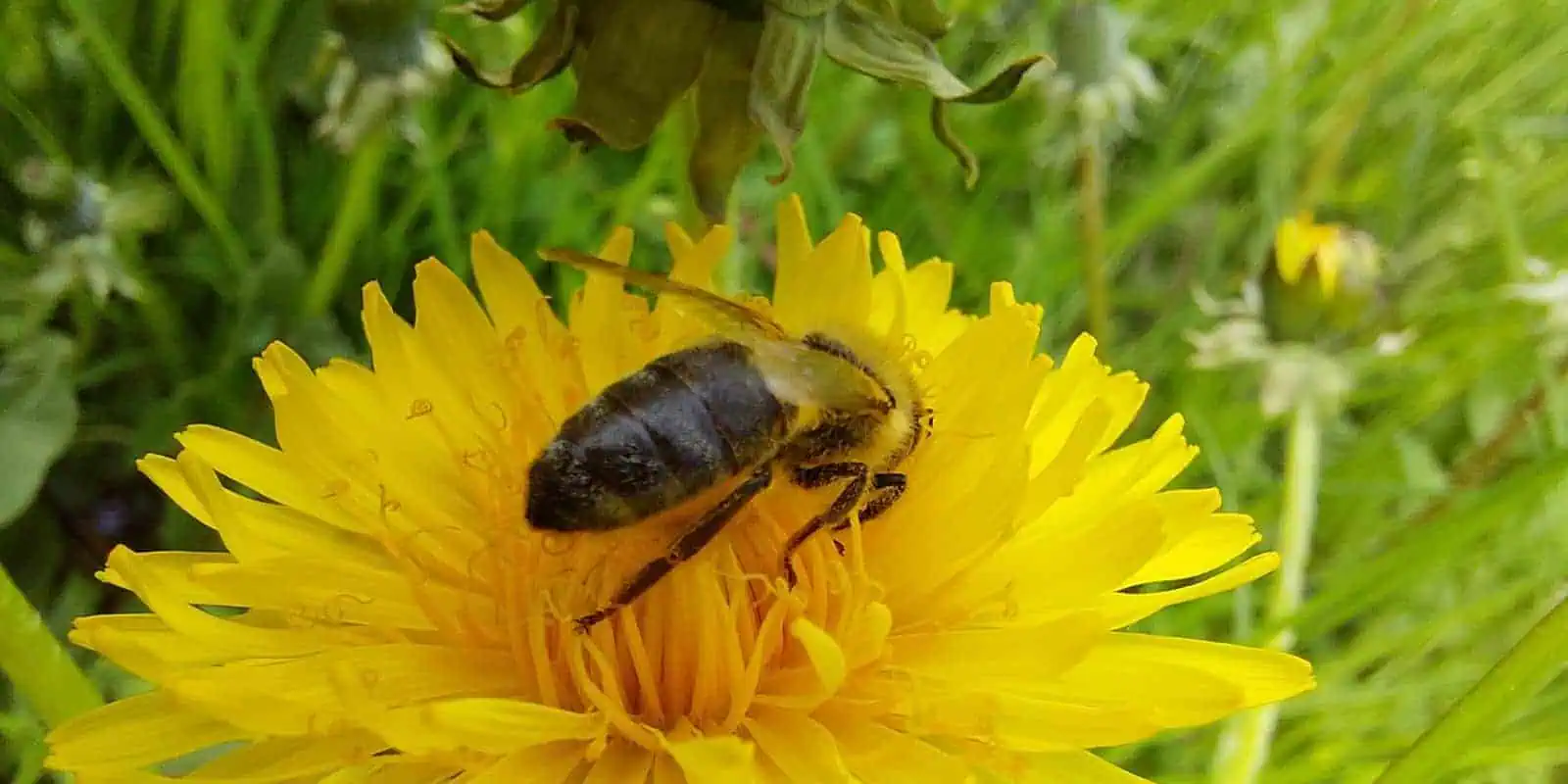 Bee Valais – Biene auf einer Blume