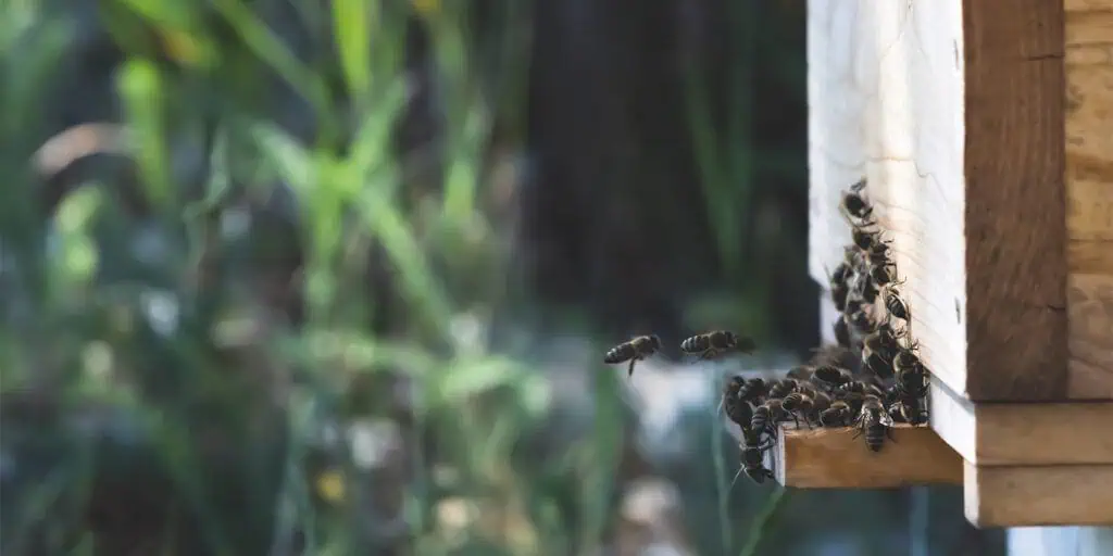 Bee Valais – Bienen an einem Bienenstock