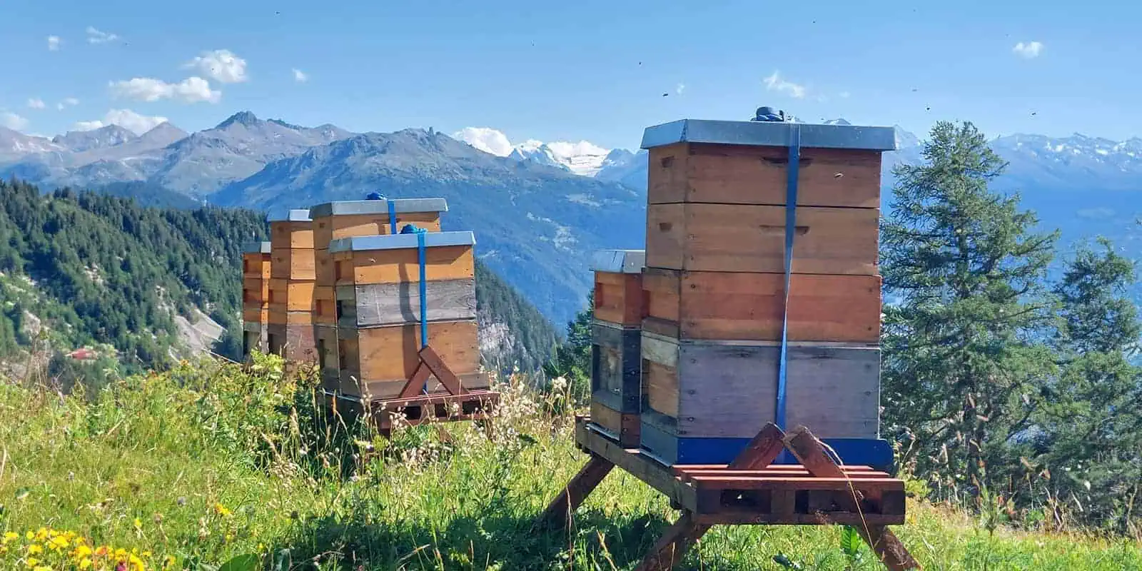 Bee Valais – Honig aus dem Wallis: Bienenstock in den Alpen