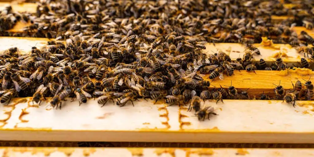 Bee Valais – Meister der Bienenzucht