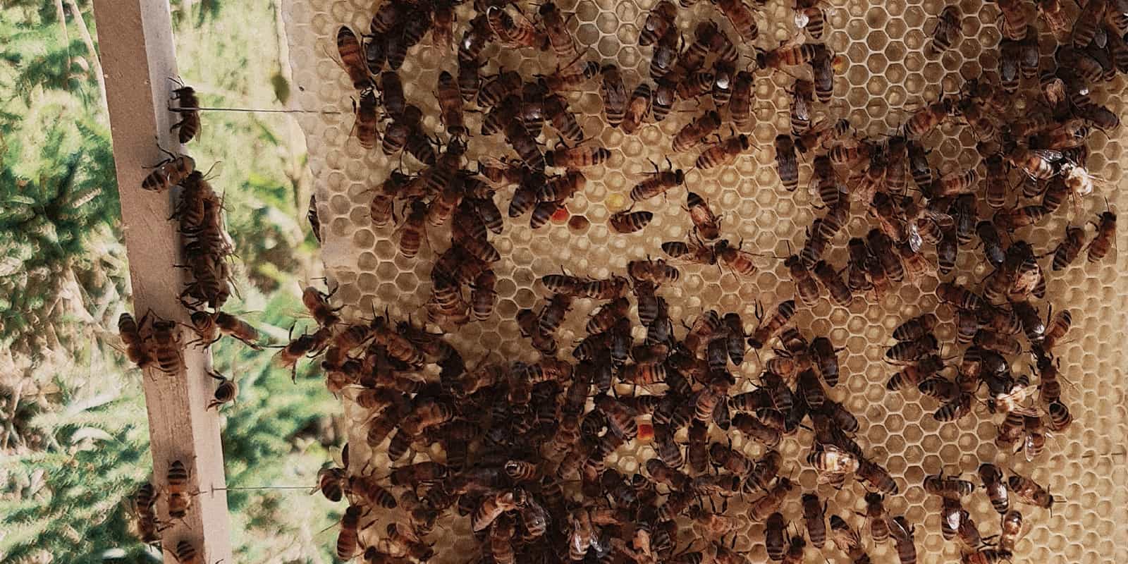 Bee Valais – Bienenwabe in Sion