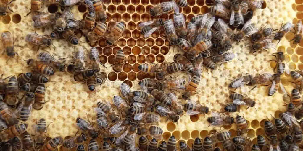 Bee Valais – So sieht ein Bienenstock aus: Bienen an einer Wabe