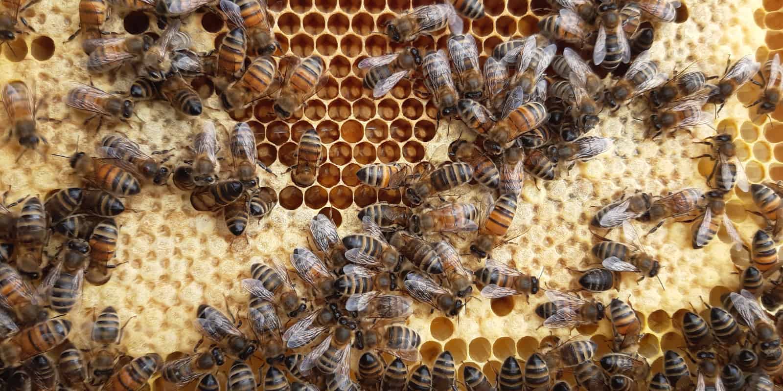 Bee Valais – So sieht ein Bienenstock aus: Bienen an einer Wabe