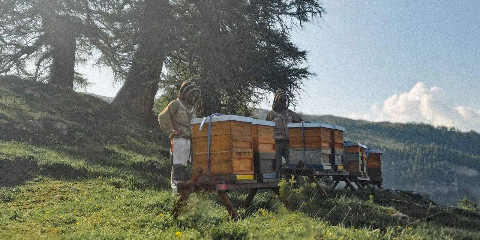 Bee Valais – Honig aus der Schweiz: Imker im Wallis